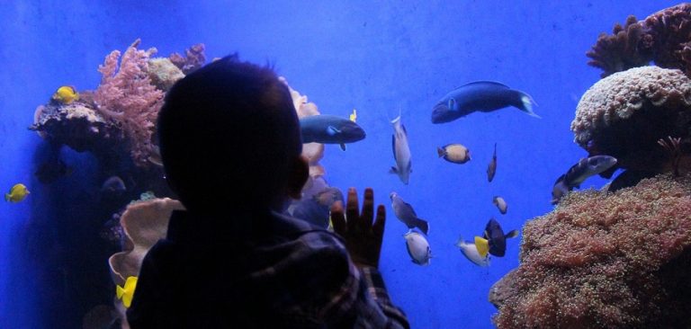 Dónde y cómo ver delfines en Mallorca